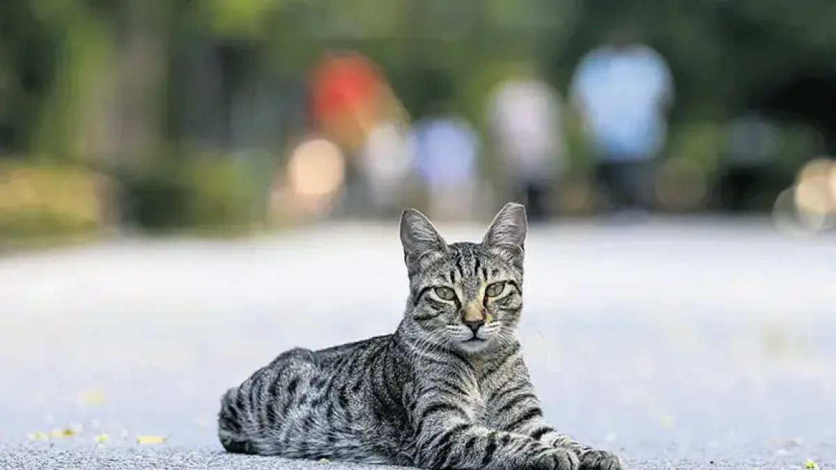 Kedi ısırığını hafife almayın! Diyarbakır'da 4 ay sonra gelen kuduz teşhisi sonrası entübe edildi