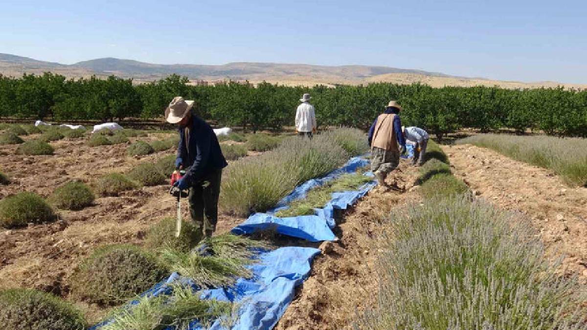 Kavurucu sıcakta mor mesai! Malatya’da hasat gece-gündüz demeden devam ediyor