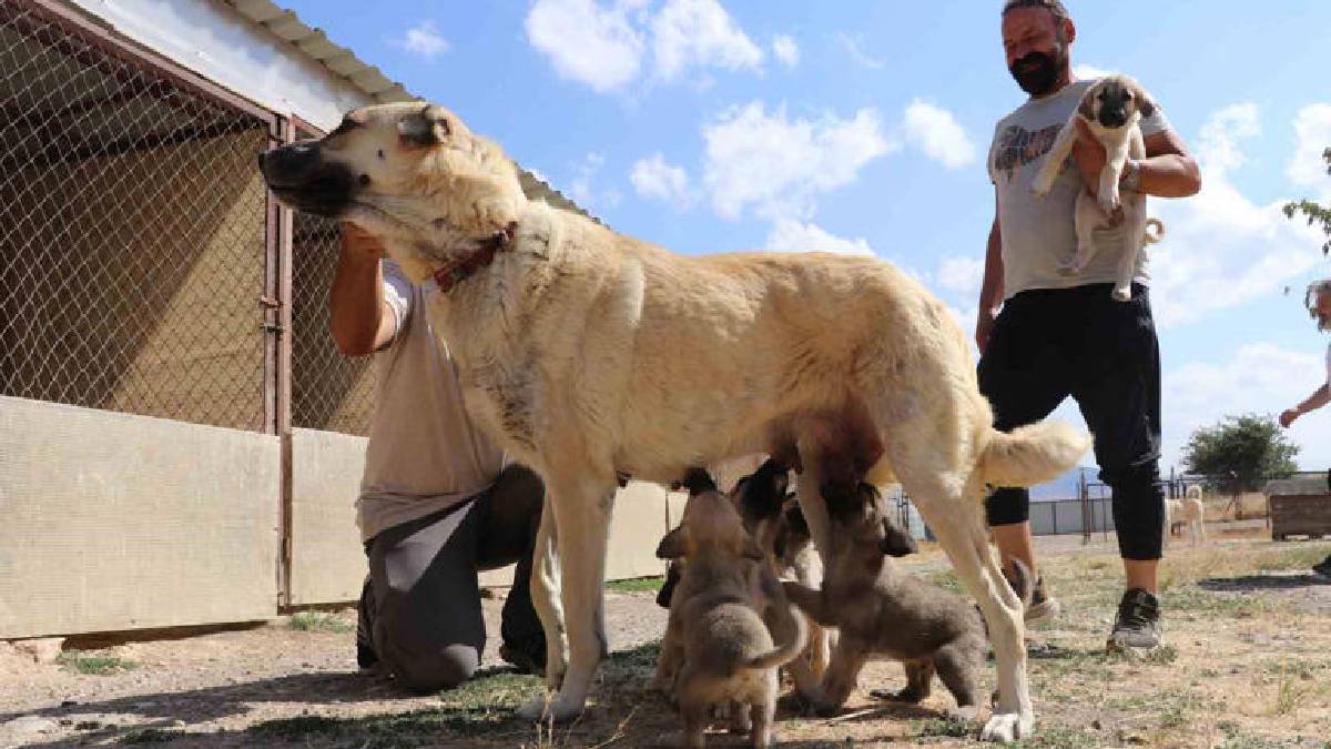 Kangal ırkında bir ilk! Suni tohumlama uygulandı, 11 yavru dünyaya geldi