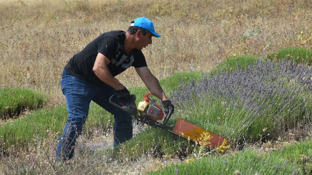 120 dönümde hummalı üretim! Hasat sonrası damıtma yöntemiyle ekonomiye kazandırılıyor