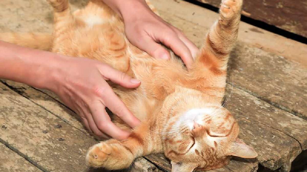 ‘Kediler nankördür’ efsanesi çöktü! Psikoloji kedi sahiplerinin ortak özelliğini ortaya koydu