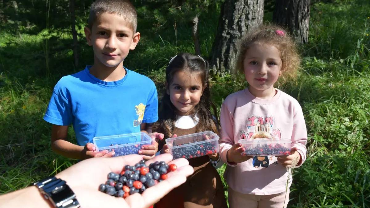 Kışın kayak yazın imece hasat için akın ediyorlar! Sarıkamış’ta dağ çileği ve yaban mersini mesaisi