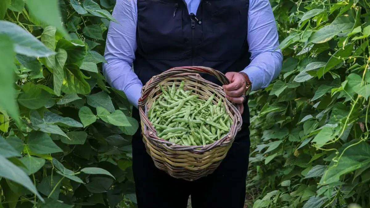 Bilecik’in tescilli ‘Yeşil altınında’ hasat heyecanı! 1000 ton rekolte sağlıyor
