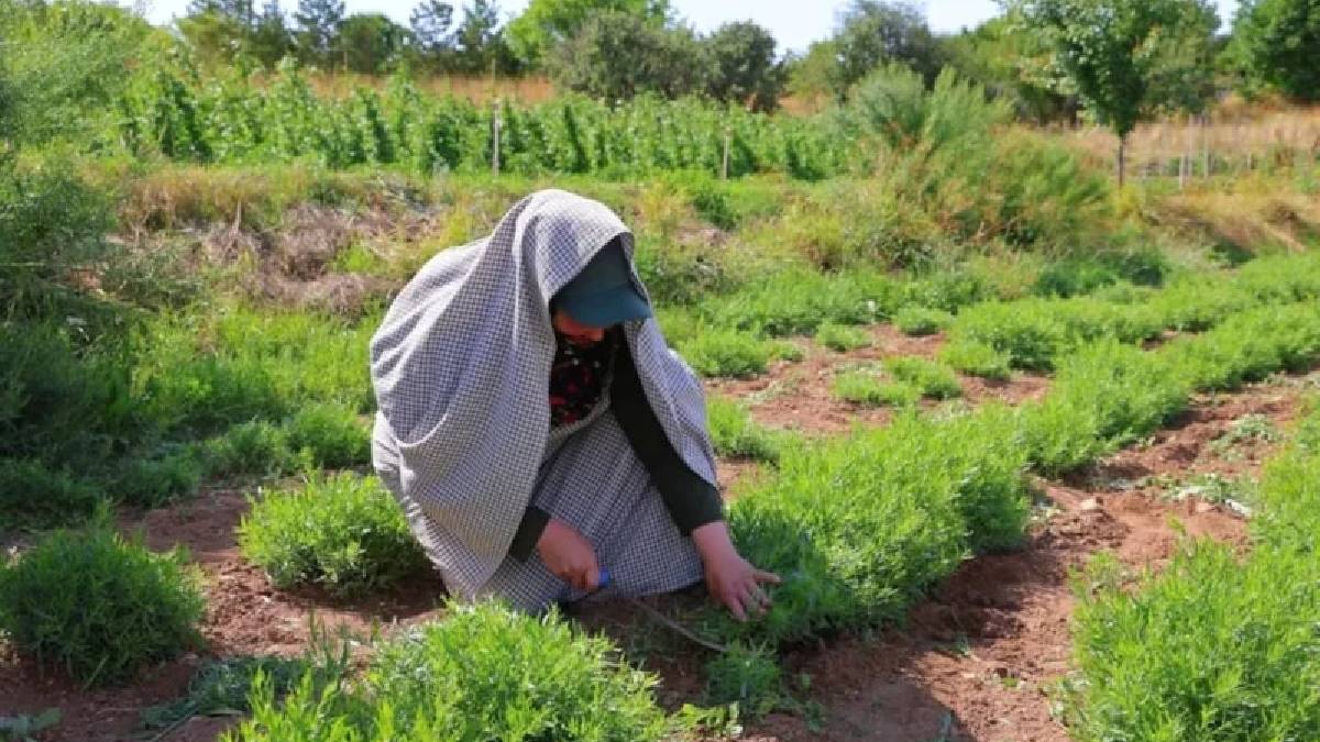 Bayburt’un aromatik lezzeti ihracat yolcusu! Heyecan dolu hasat başladı