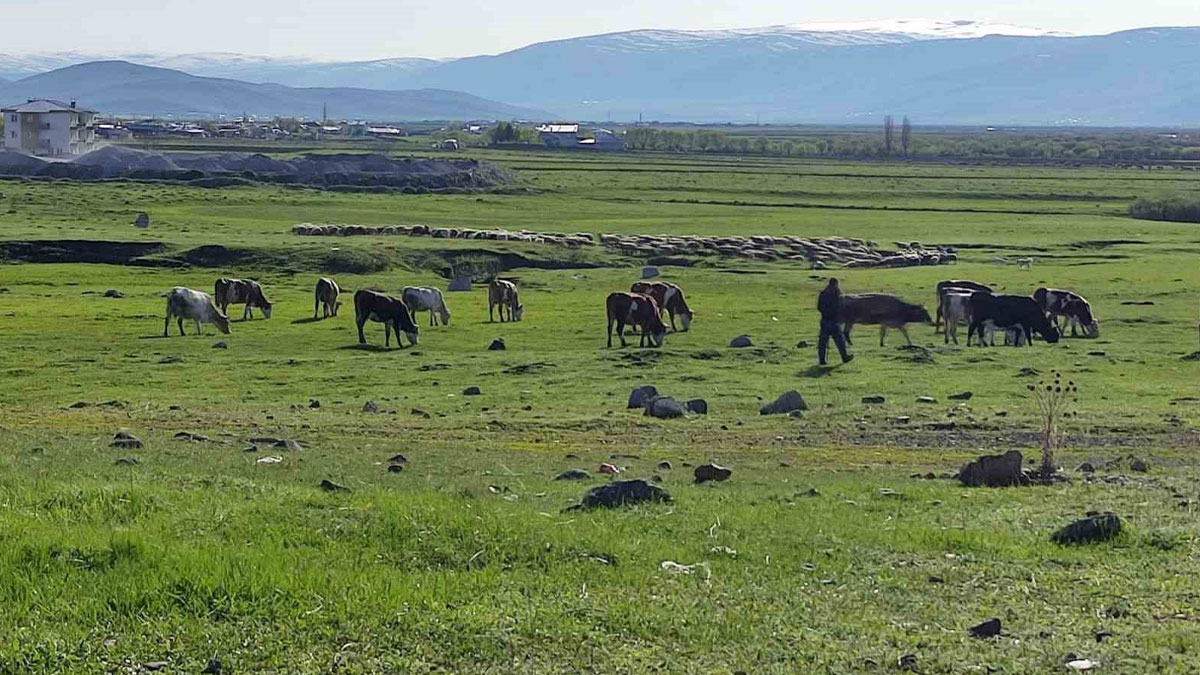 Ardahan’da sığırda kuduz tespit edildi: Bölge karantinaya alındı