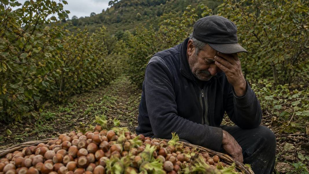 TMO’ya fındık kotası tepkisi: 2 ton fındığın sadece 980 kilosunu teslim edebiliyor