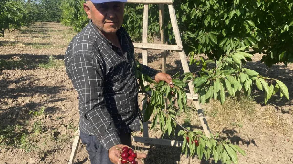 60 TL’lik kiraz markette 250 TL olunca üretici isyan etti! ‘Böyle giderse üretmeyi bırakacağız’