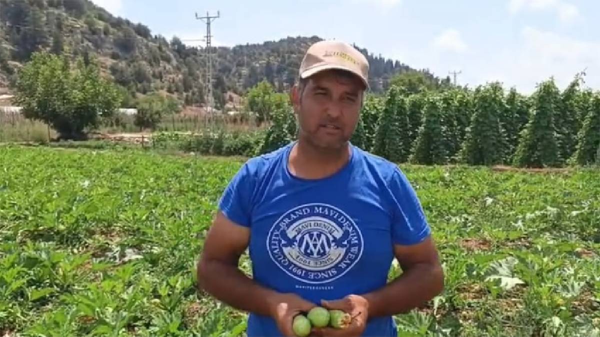 Marketteki yüksek fiyat üreticinin belini büküyor! Biri 38 TL’ye diğeri 138 TL’ye satıyor