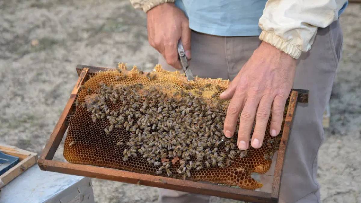Tek kovanla başladı, tüm Türkiye’ye satışa yükseldi! Kargoyla binlercesini gönderiyor