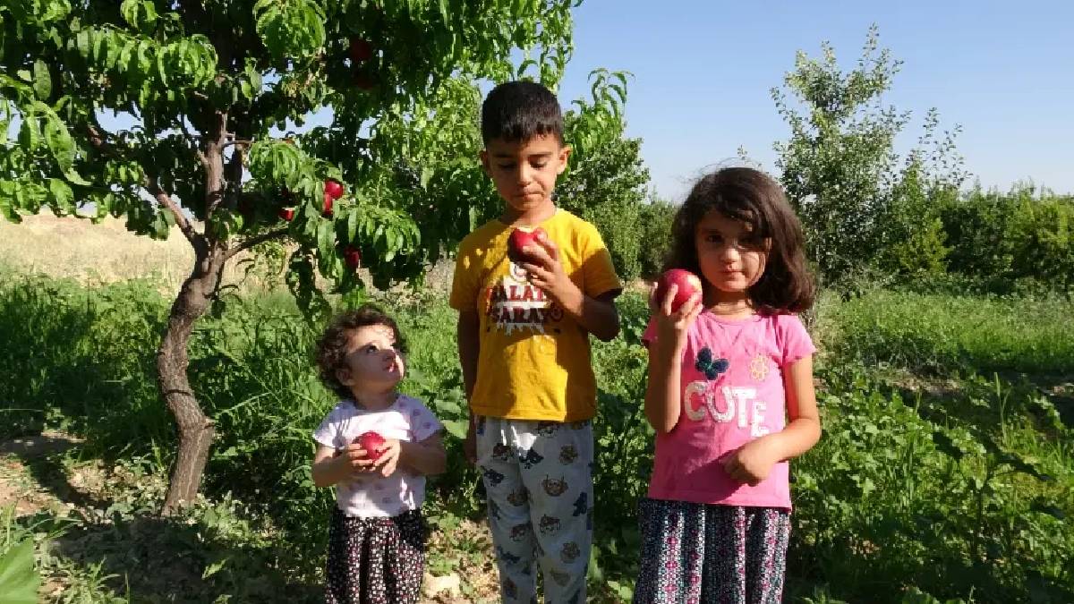 Kayısının tahtını sallayan yeni alternatif! Malatyalı çiftçi ezber bozan üretime geçti