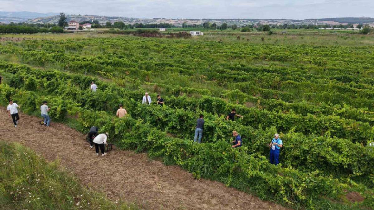 10 dekarda 10 farklı çeşit yetişiyor! Öğrenciler hem üretiyor hem bilgilerini pekiştiriyor