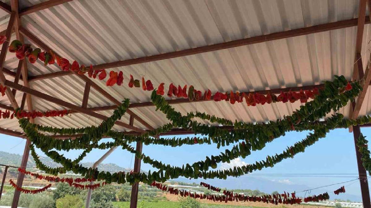 Yaz sıcakları bitmeden kışlıklar için kollar sıvandı! Sarıgöl’de geleneksel mesai