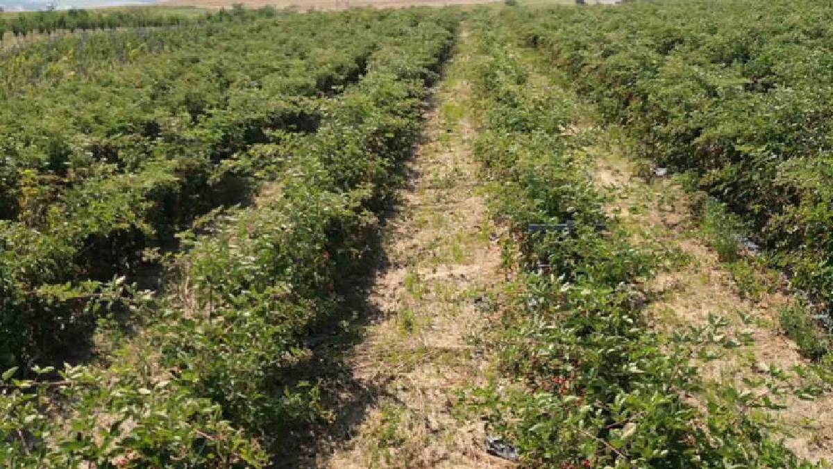 Tekirdağ’dan Avrupa pazarına uzanıyor! Tarımın yeni gözdesi belli oldu