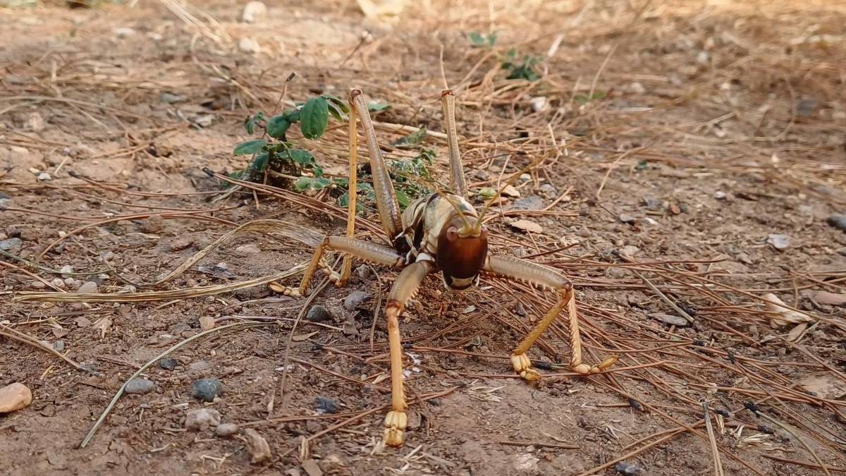 Nemrut Dağı’nda 16 çekirge için operasyon: Milyonluk ceza kesildi