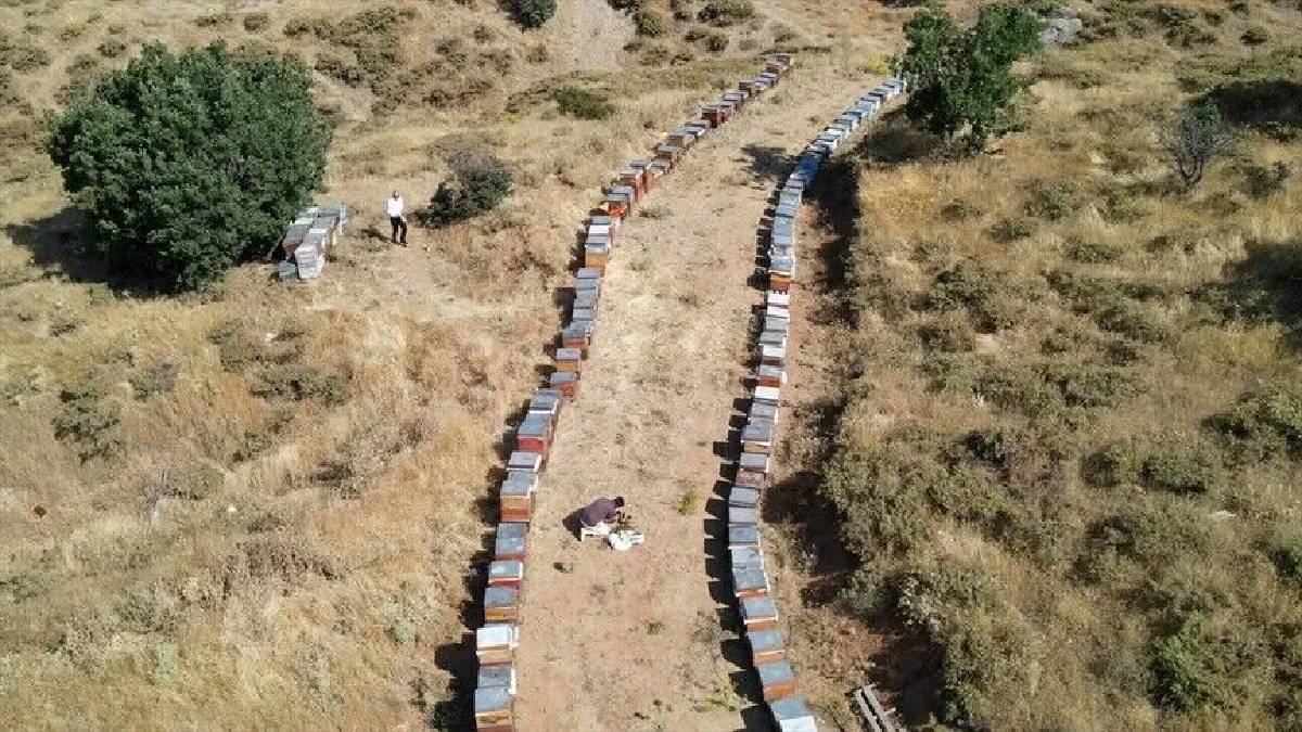 Üretimi 11 ay sürüyor, yılda sadece bir kez ürün alınıyor! Elazığ’da bereketli hasat başladı