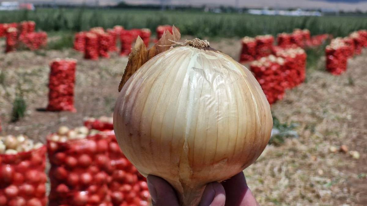 2 yıl zarar ettirdi bu yıl yüzleri güldürdü! Karaman’da yazlık soğan hasadı başladı