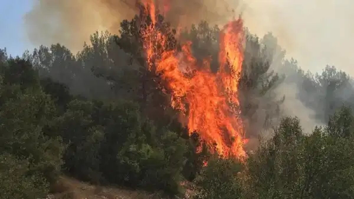 Menteşe’de orman yangını: Havadan ve karadan müdahale ediliyor