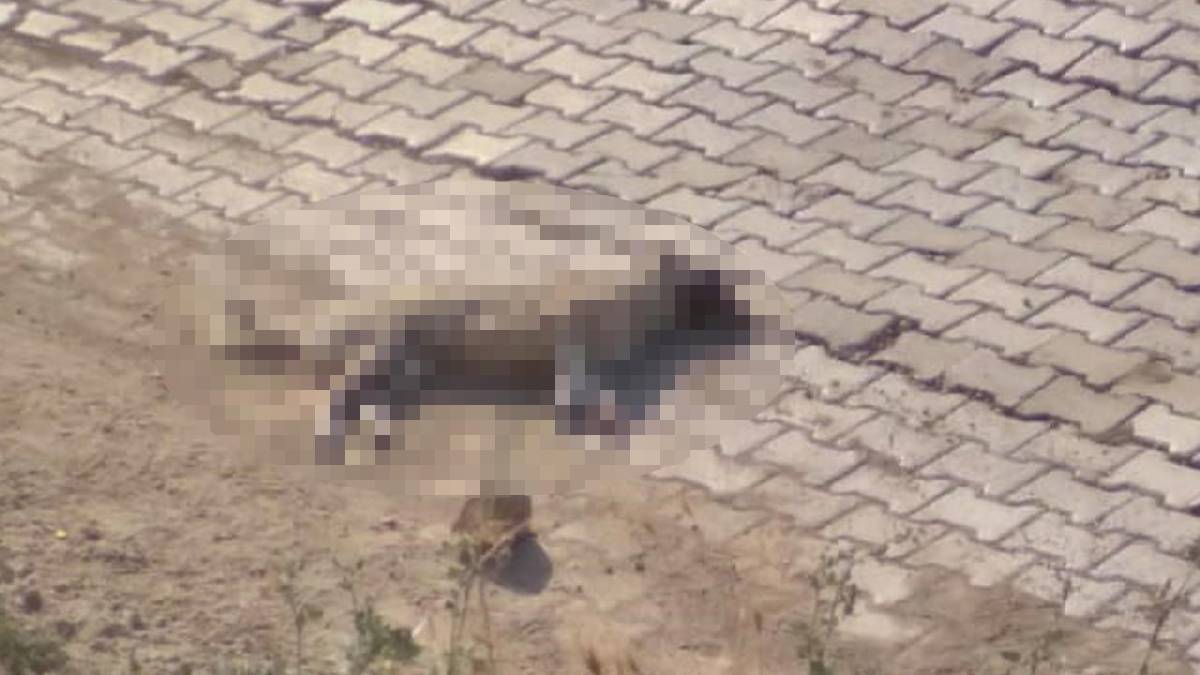 6 hayvan ölü bulundu: Denizli’de sokak hayvanlarının zehirlendiği iddiası