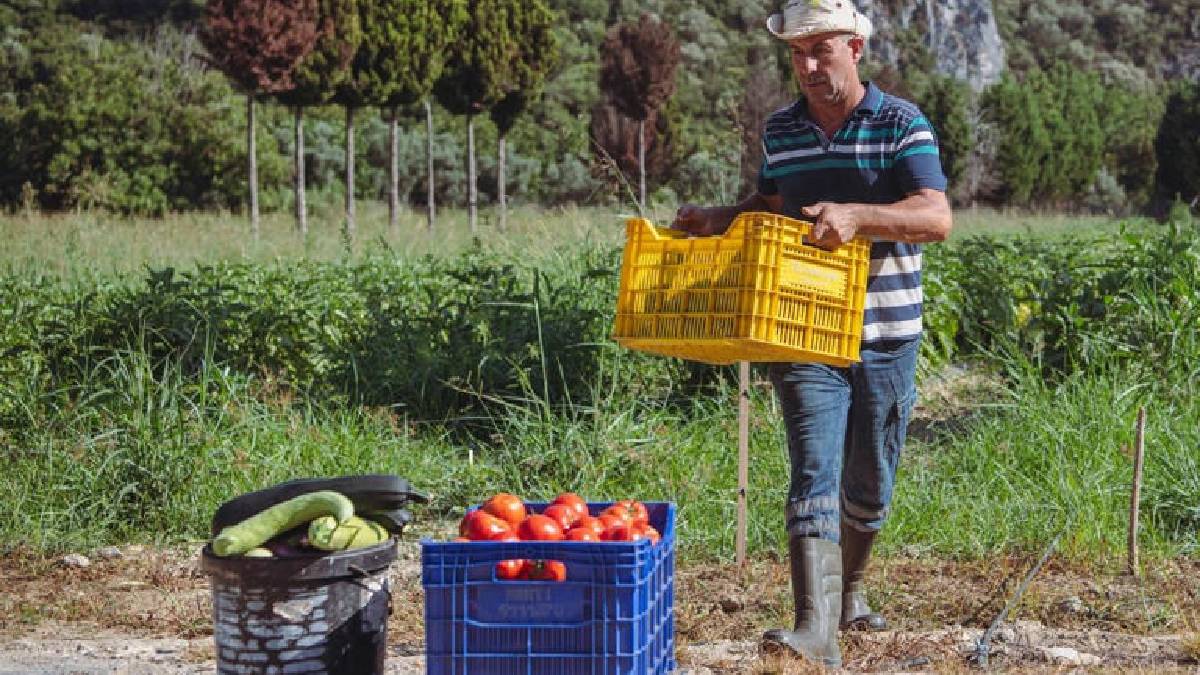 Adabahçe’de yaz hasadı aralıksız sürüyor! Bahçeden sofraya uygun fiyatla ulaşıyor