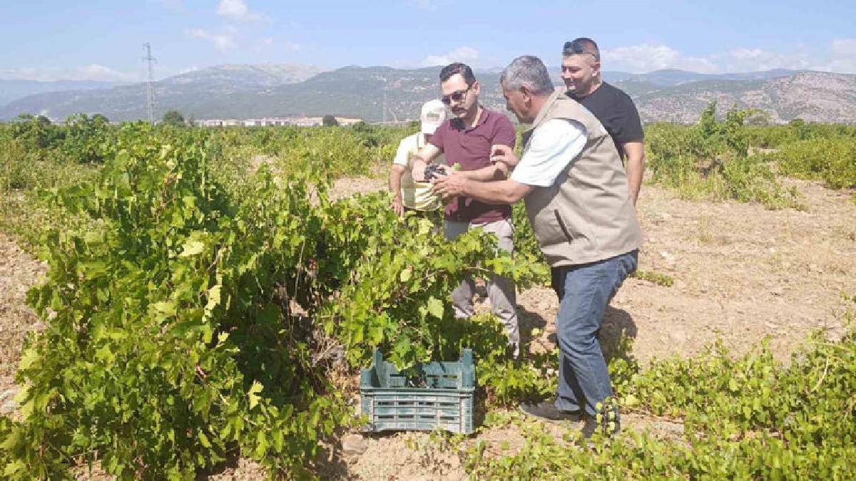 Tek tek kesiliyor, kasalara yerleştiriliyor! Gaziantep’te bereketli hasat