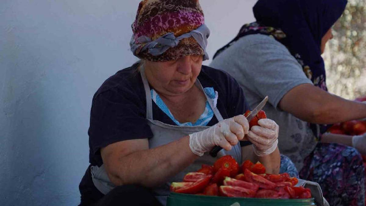 Kadınların emeği Ege güneşiyle buluşuyor! Talep artıyor, üretim her yıl büyüyor