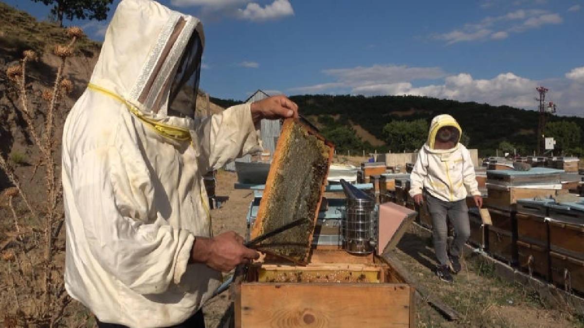 Bakir doğasıyla lezzeti katlıyor! Tunceli’de sağım mesaisi başladı
