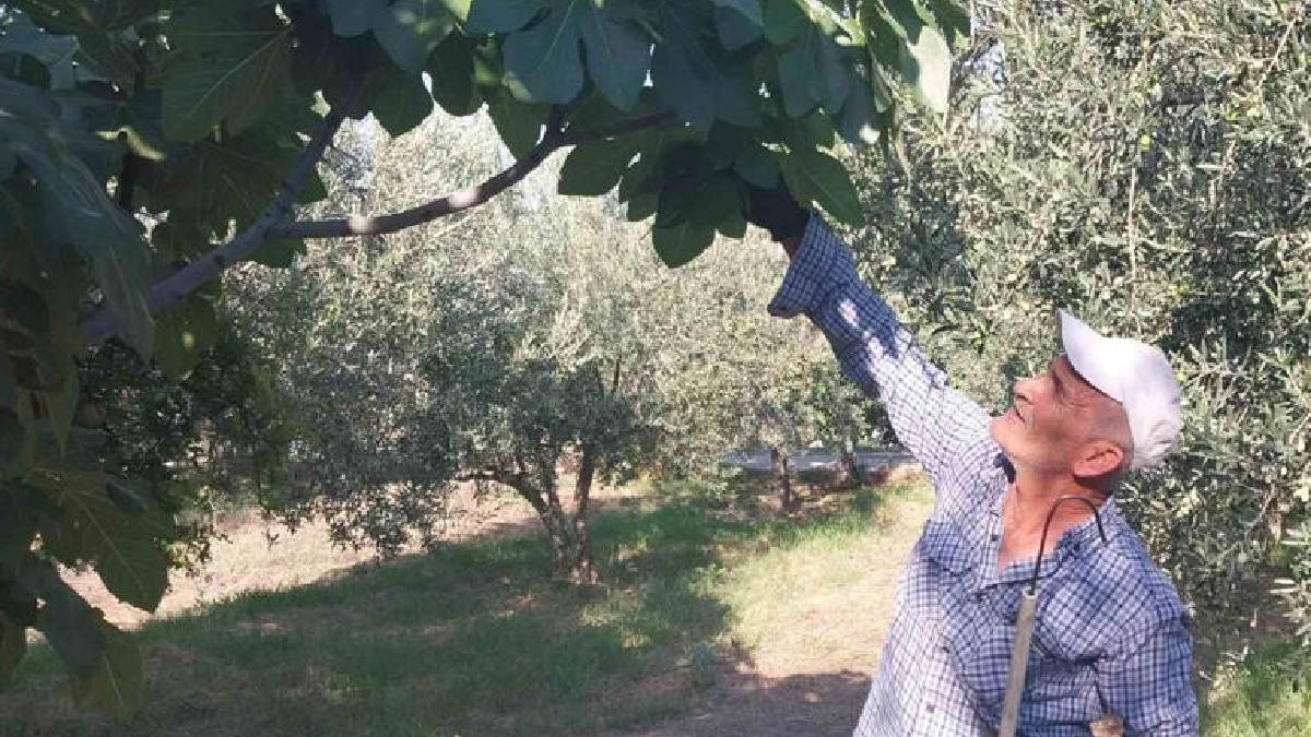90.000 tonluk rekolte 30.000’e geriledi! Mersin’de yok yılı yaşanıyor