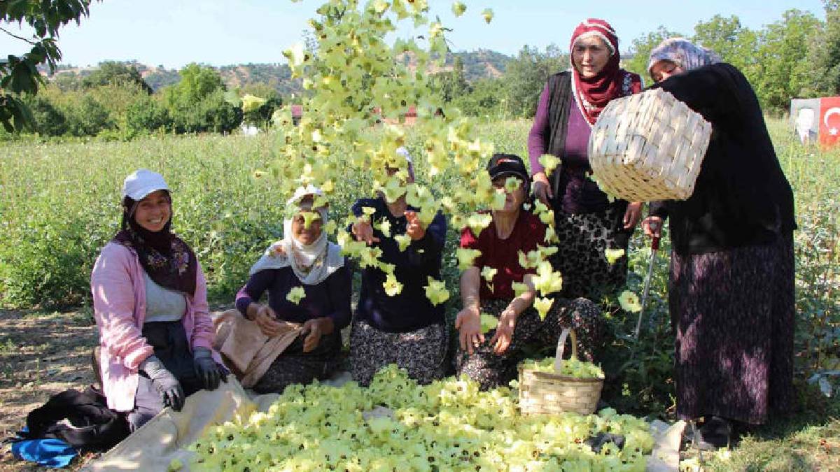 Amasya’da ‘Sarı altında’ bereket fışkırıyor! Kilosu 1.400 TL’ye satılıyor, topla topla bitmiyor