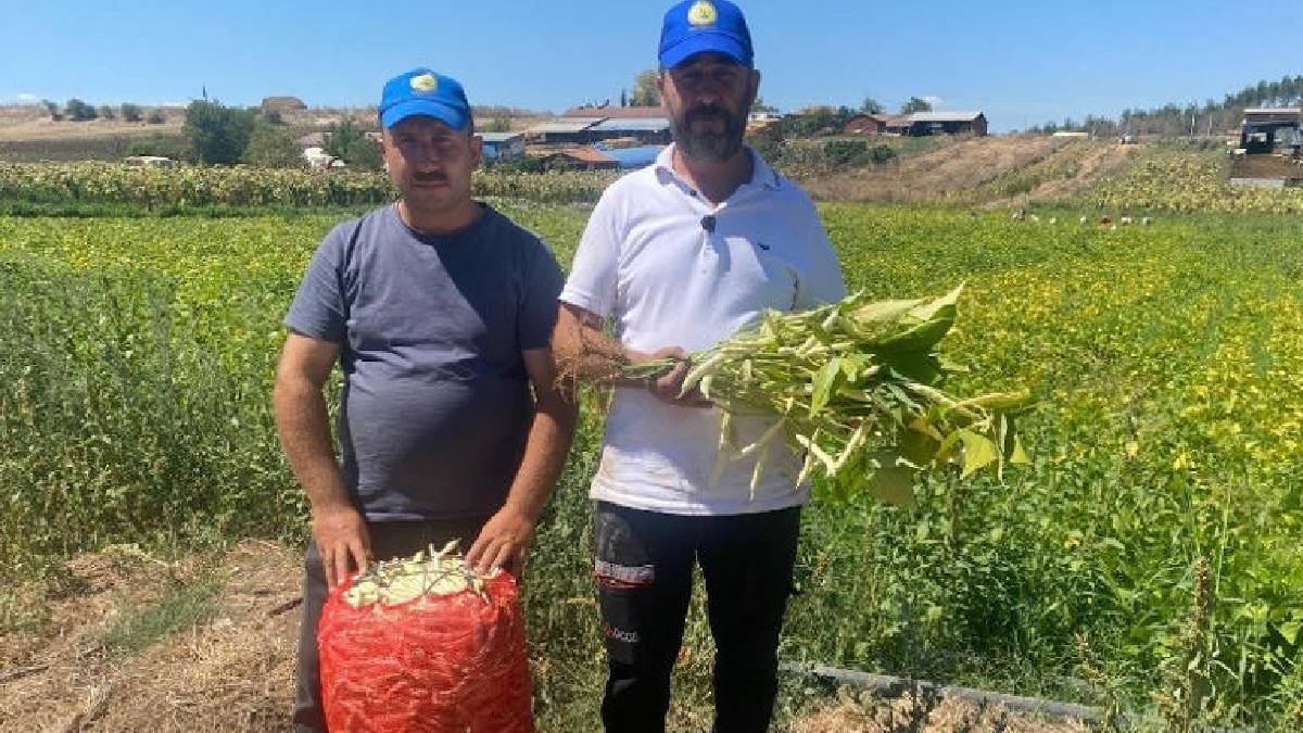 Alternatif arayışında keşfettiler 1 dönümde denediler! Şimdi 1000 dönümde üretime geçtiler