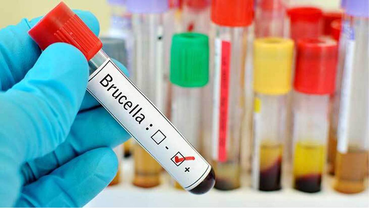 Edirne'de aynı şantiyede ikinci "brusella" vakası: Bölgede denetimler artırıldı!