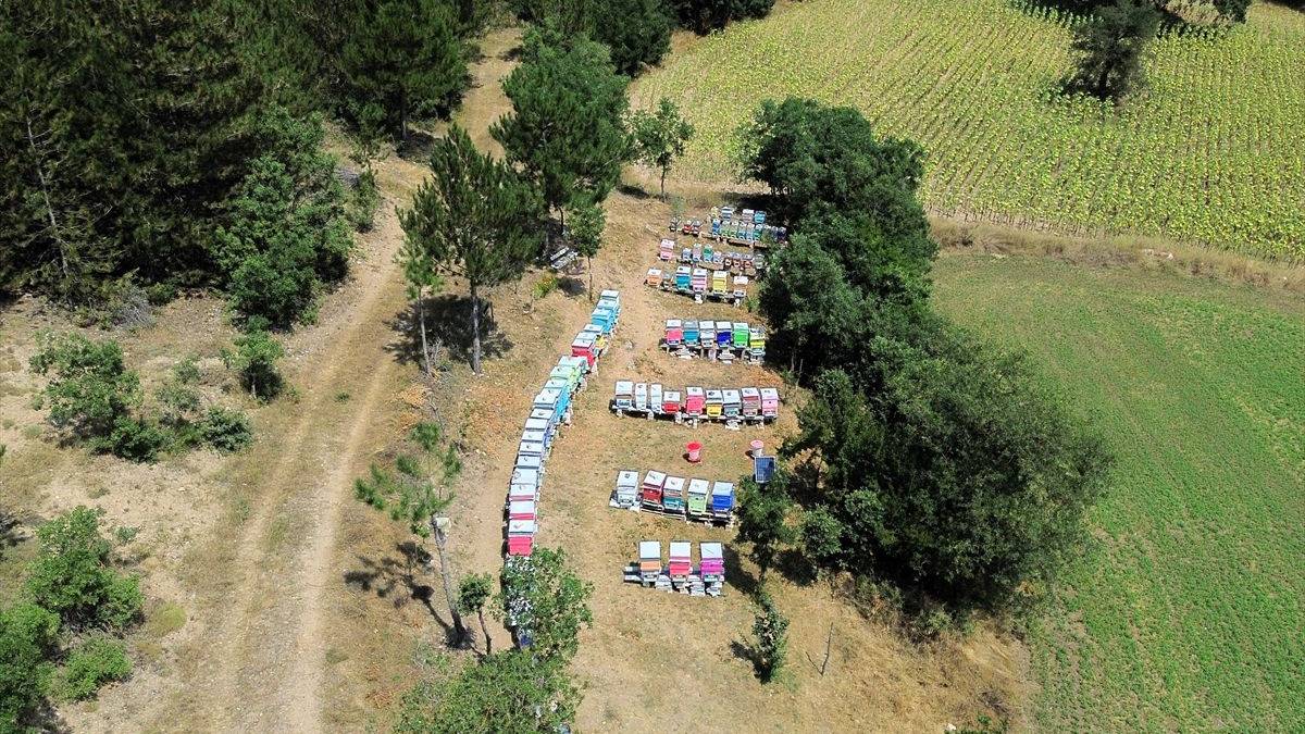 İlk sağımda 600 kg’dan fazla ürün aldı, 1 ton rekolte hedefledi! Bilecik’te tek kovandan doğan başarı