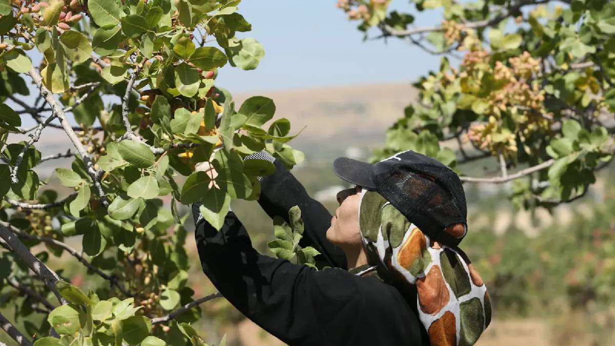 45 milyon ağaçta hasat başladı! Şanlıurfa’da ‘Yeşil Altında’ 200.000 ton rekolte müjdesi