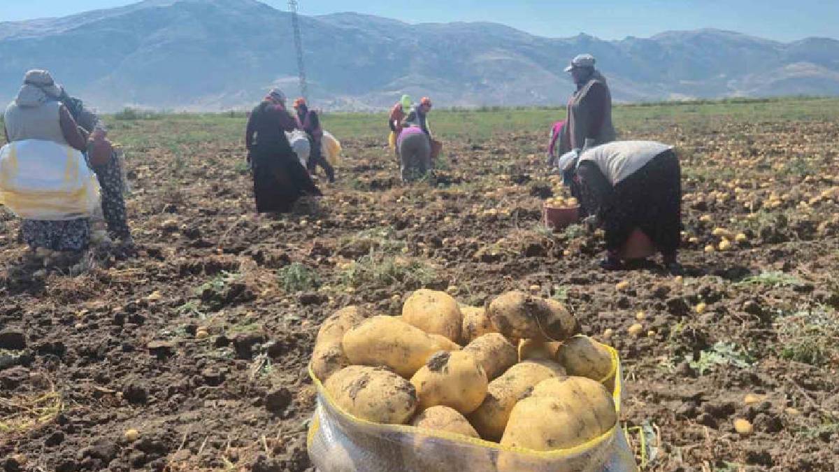 Afyonkarahisar’ın bereketli topraklarında yetişiyor! Tüccarlar almak için bölgeye akın ediyor