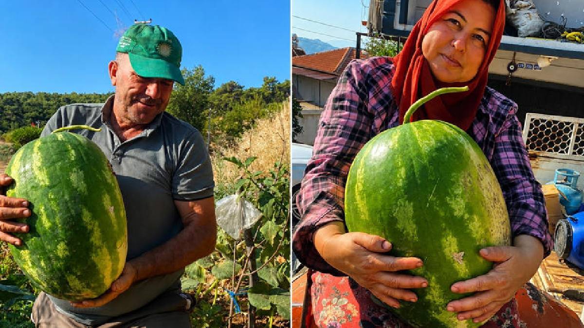 550 rakımda devasa üretim! Aydın’ın dev karpuz ve balkabakları göz dolduruyor