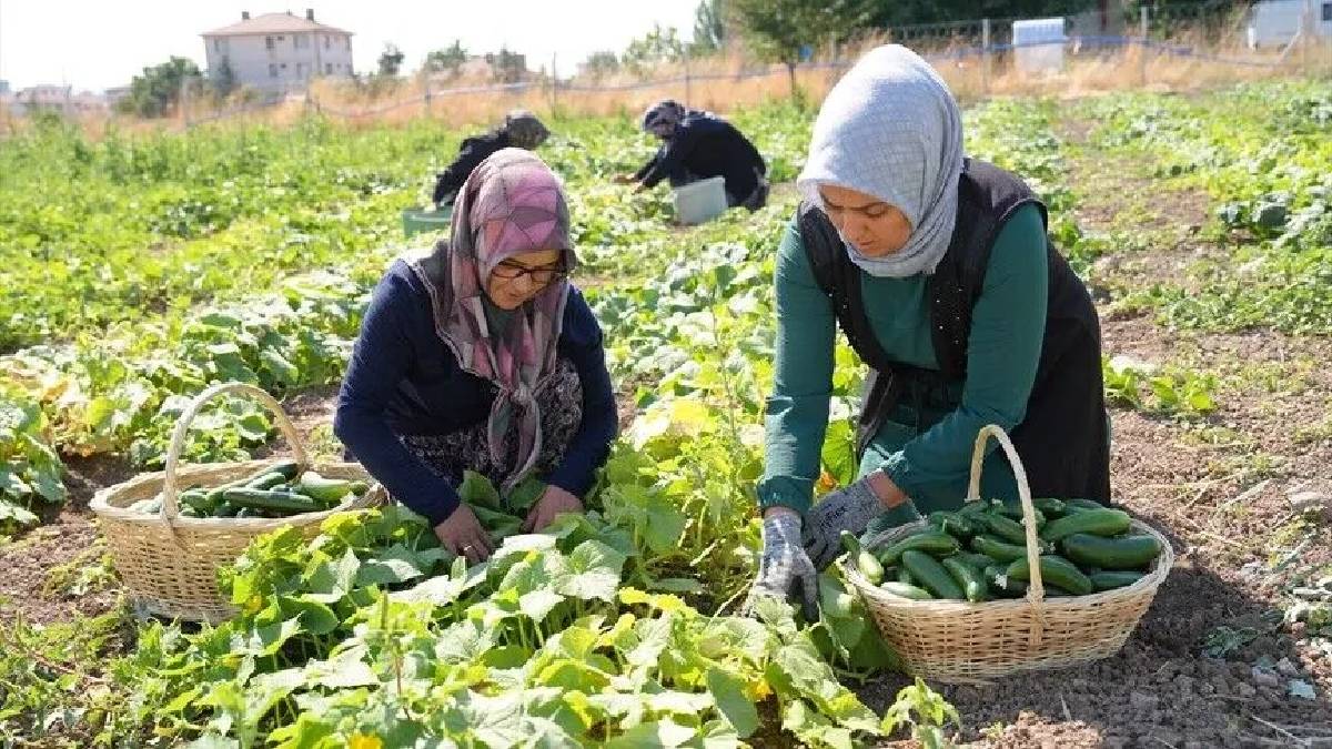 Ankara 45 çeşit üretimle dikkat çekiyor! ‘Yeşil Altın’ Türkiye değil dünya sofralarını da süslüyor