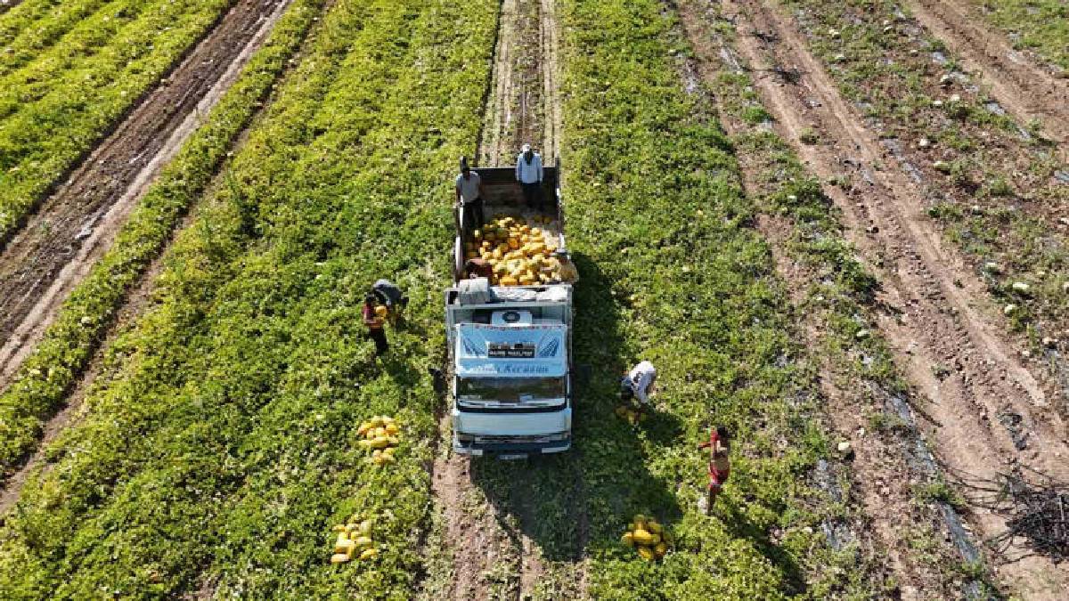Günlük 200 ton üretiliyor! Malatya’dan Türkiye’ye kilosu 15 TL’ye yola çıkıyor