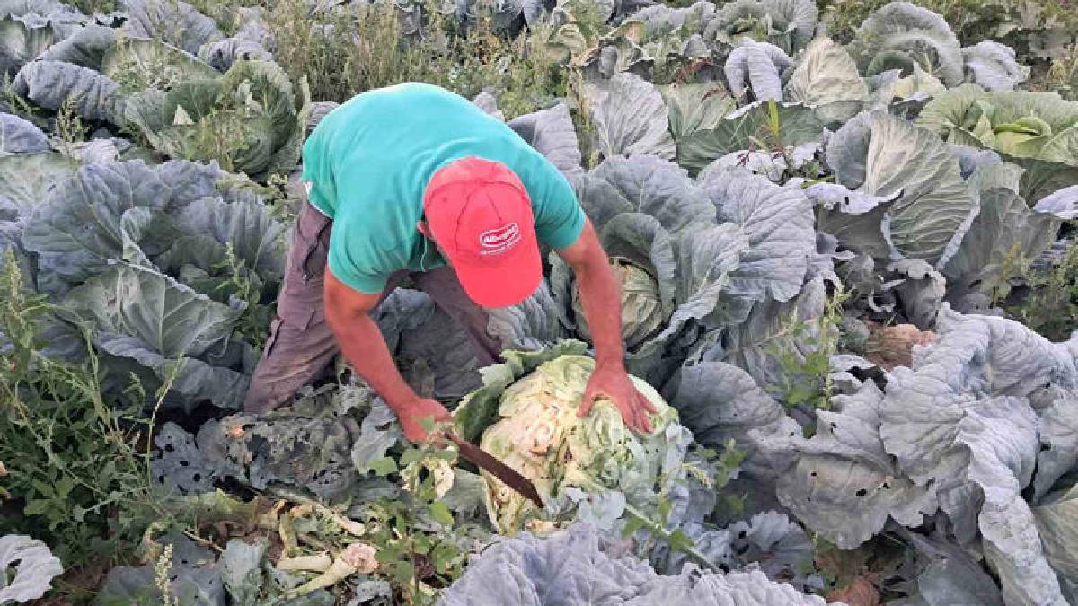 500.000’den fazla ekildi, toprak bereketlendi! Erzurum’da meşhur hasat...