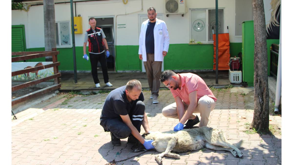 Sosyal medyada paylaşıldı, Belediye harekete geçti: Yaralı köpek emin ellerde