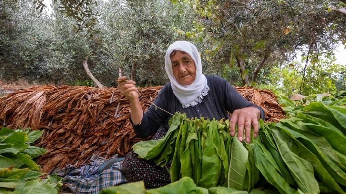 Makineyle değil el emeğiyle 12 saat çalışıyorlar! İğne iplikle tek tek dizip kurutuyorlar