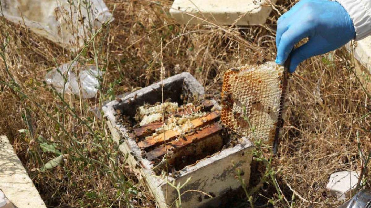 200 tonluk hasat gerçekleştirildi! Kastamonu’da yağışlar verimi düşürdü