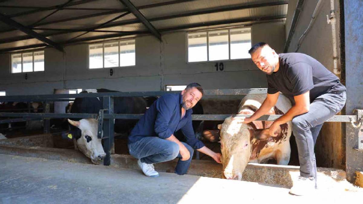 Ahırların elektriğini yapıyordu şimdi çiftlik kurdu! Devlet desteğiyle 200 büyükbaş sahibi oldu