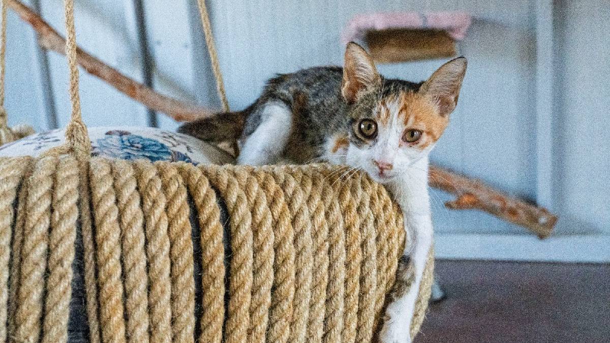Büyükşehirden bir farkındalık örneği daha: İzmir’de Engelli Kedi Evi hizmete açıldı