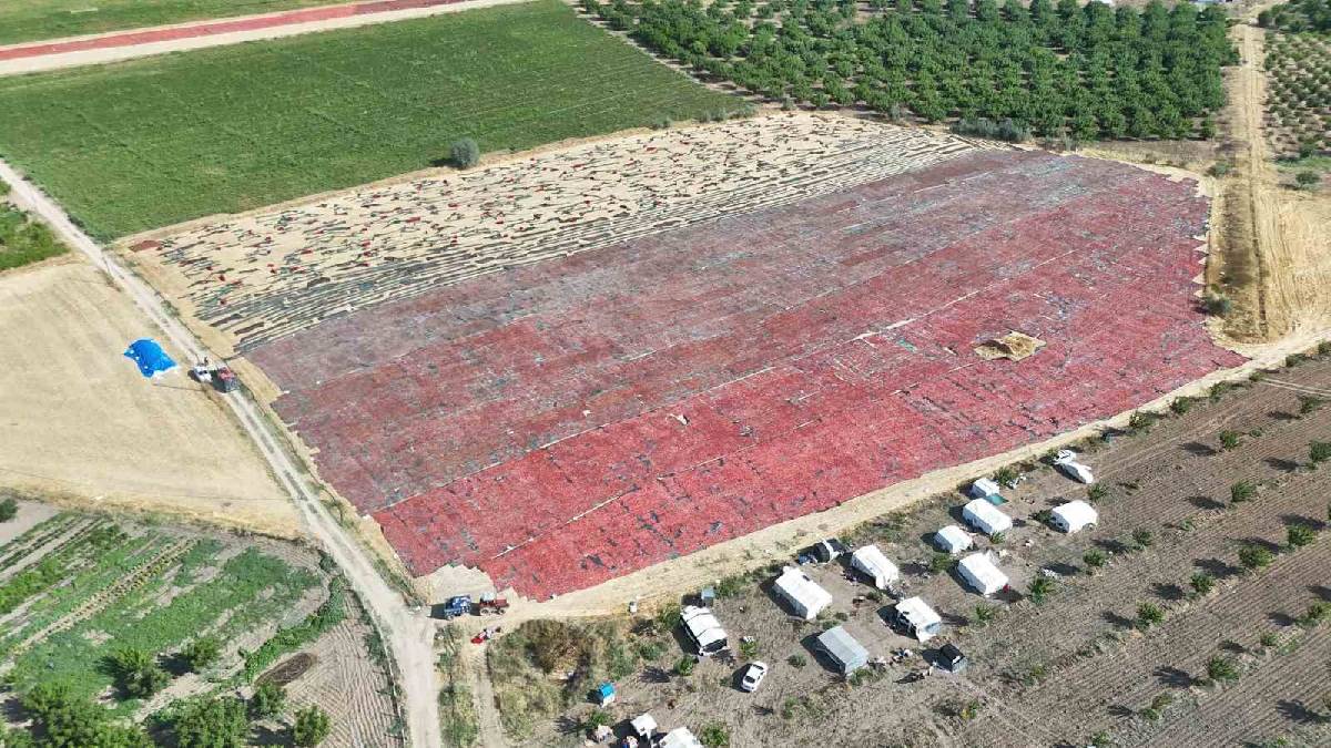 Kayısı mesaisi bitti alternatif ürüne geçildi! Malatya tarlaları kırmızıya büründü