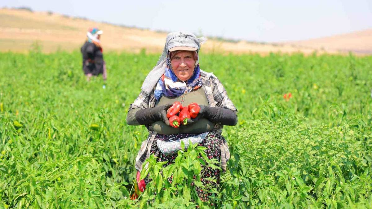 Kış hazırlığı için Kahramanmaraş’ta hasat başladı! Tarlada kilosu 30 TL