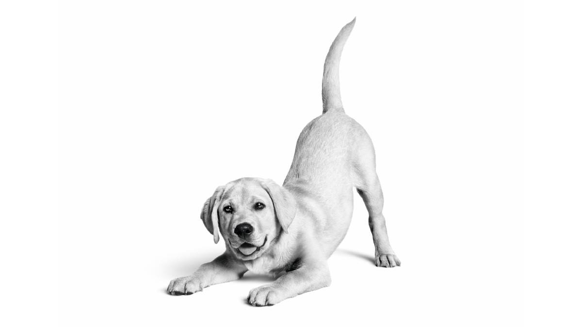 Royal Canin Türkiye’de 10. yılını kutluyor: 6,4 milyon kedi ve köpeğe ulaştı