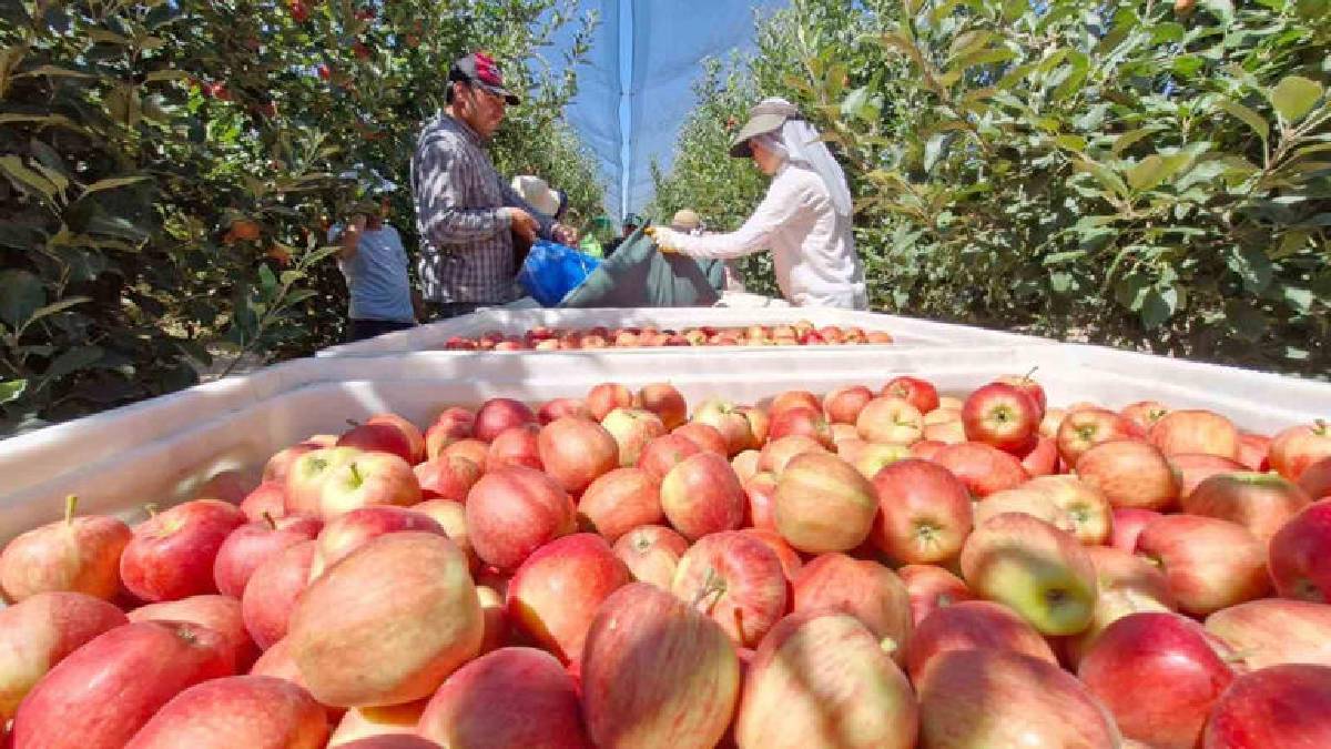 Türkiye’nin üretim deposu Karaman’da hasat başladı!  800.000 ton tarihi rekolte bekleniyor