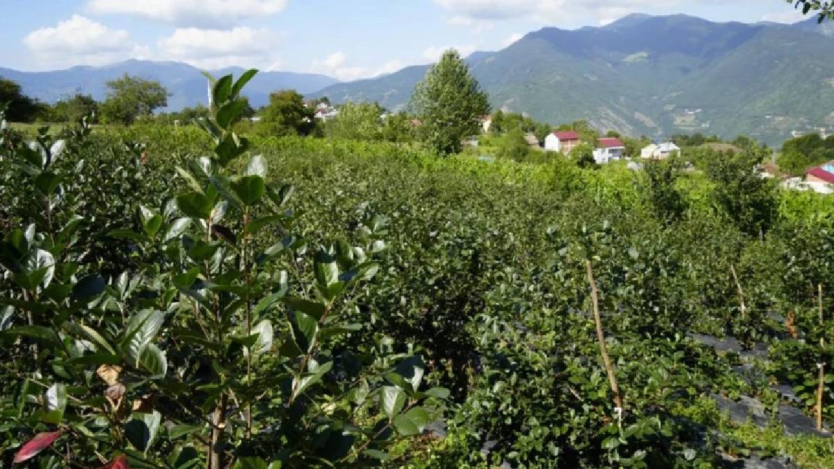 Alternatif ürün diye ekildi verimi çiftçiyi güldürdü! Gümüşhane’nin yeni gelir kaynağı