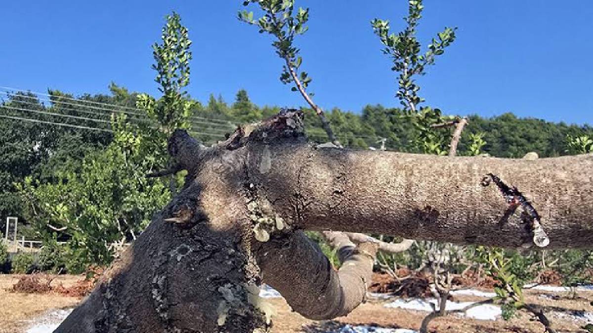 11 yıl beklenen hasat Muğla’da yapıldı! Kilosu 35.000 TL’ye satışta