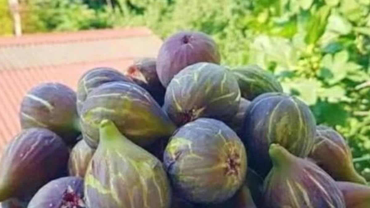 Aydın’dan dünyaya: Türkiye incirde zirvedeki yerini koruyor