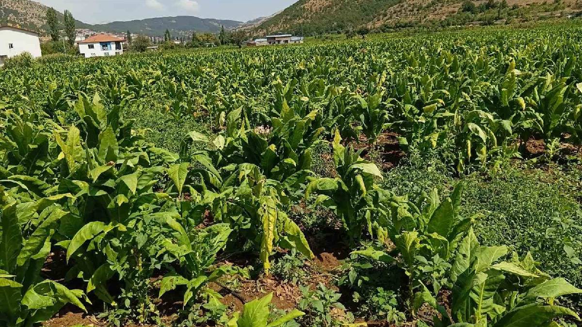 10 dakika yağdı tütünleri haşat etti! Adıyaman’da çiftçi büyük zararda